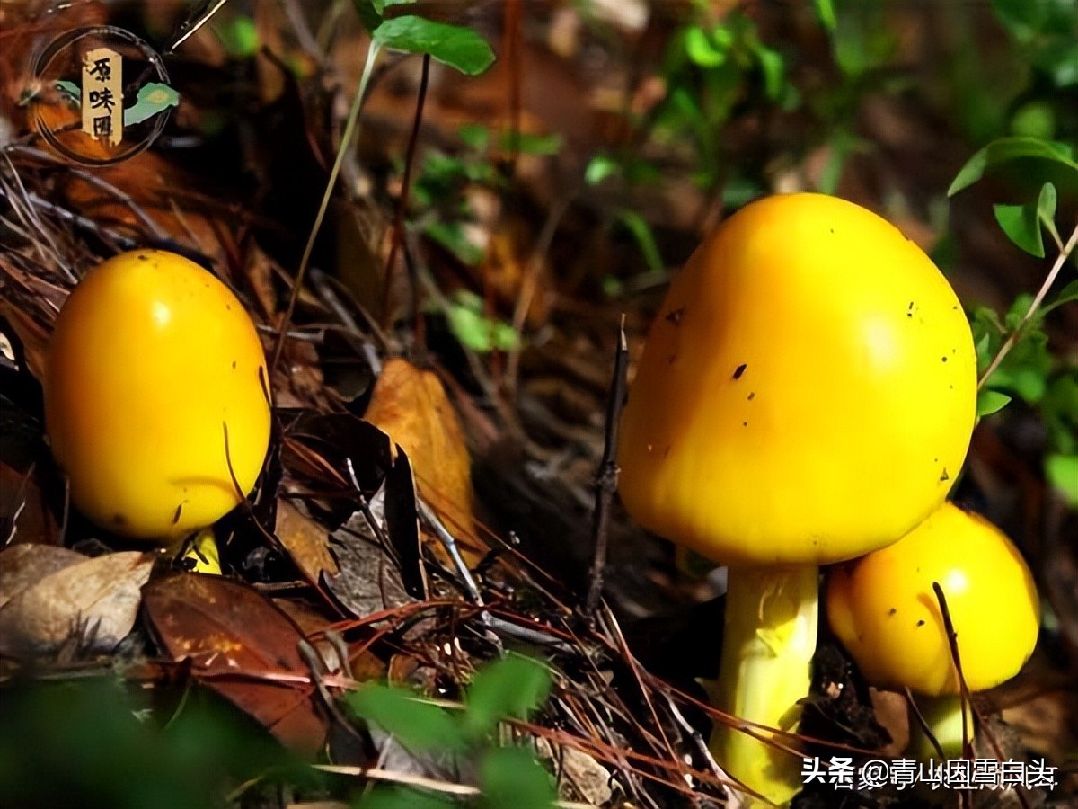 前景好的4个农村创业项目,十大适合目前农村创业的项目