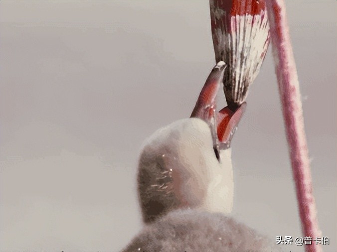 火烈鸟天生是白色的吗,火烈鸟羽毛是不是天生的