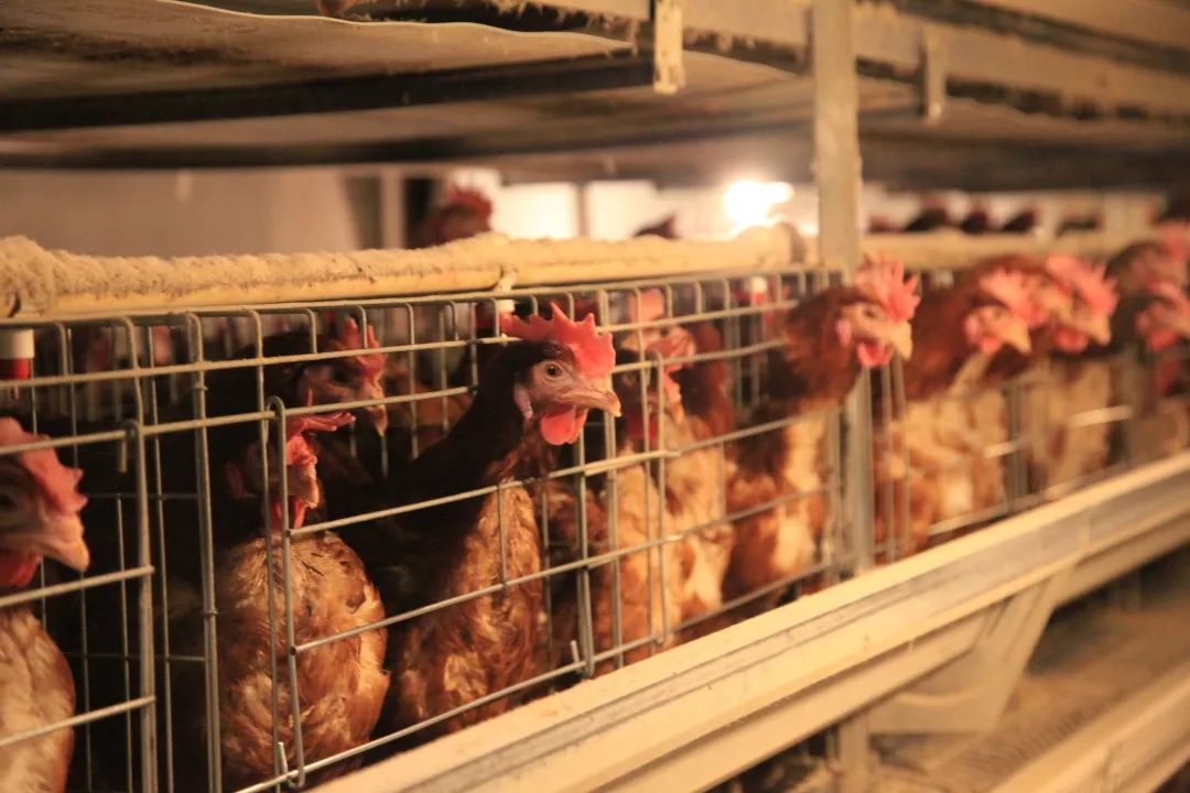 *党**建+乡村振兴|从年产优质鸡蛋180万斤到360万斤！东升村有个“大计划”