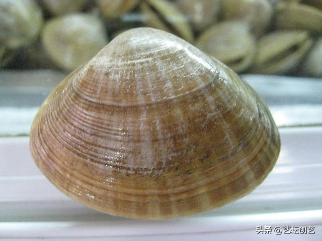 全国农产品地理标志查询,全国地理标志农产品