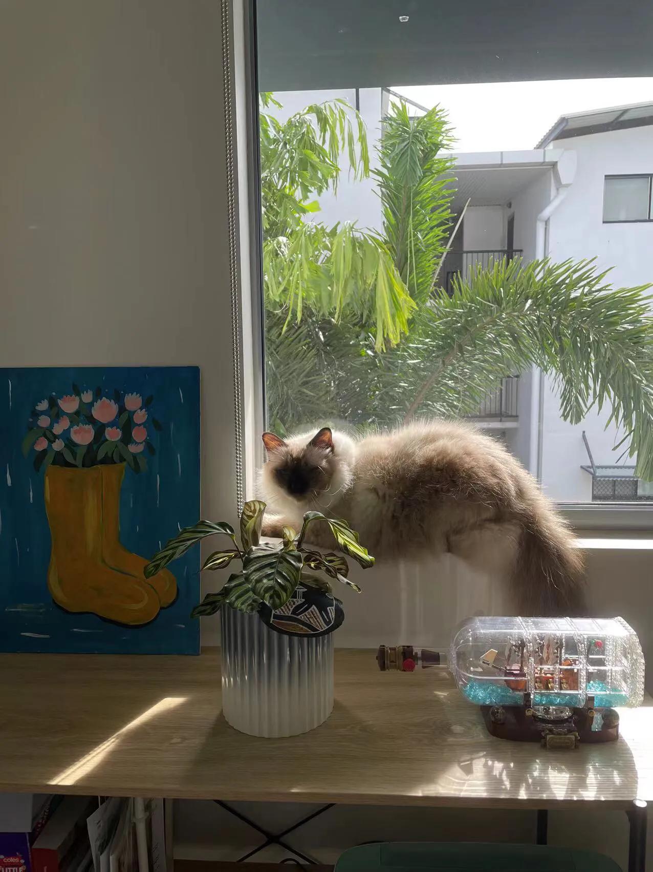 在澳洲养布偶猫,在澳洲养猫一年多少钱