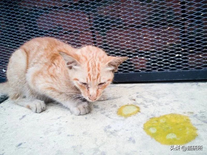 猫咪呕吐物判断表图解,怎么判断猫咪呕吐物是不是血