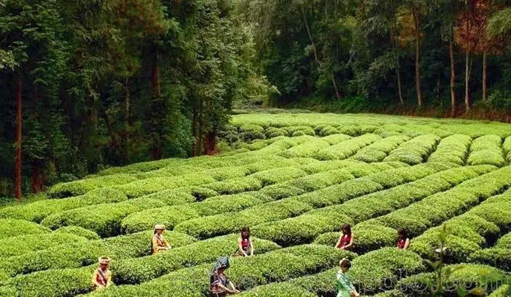 云南十大顶级茶叶品种,云南这四款茶喝过的都是骨灰级