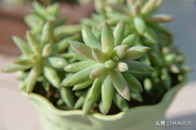 多肉植物发芽后怎么办,多肉植物发芽
