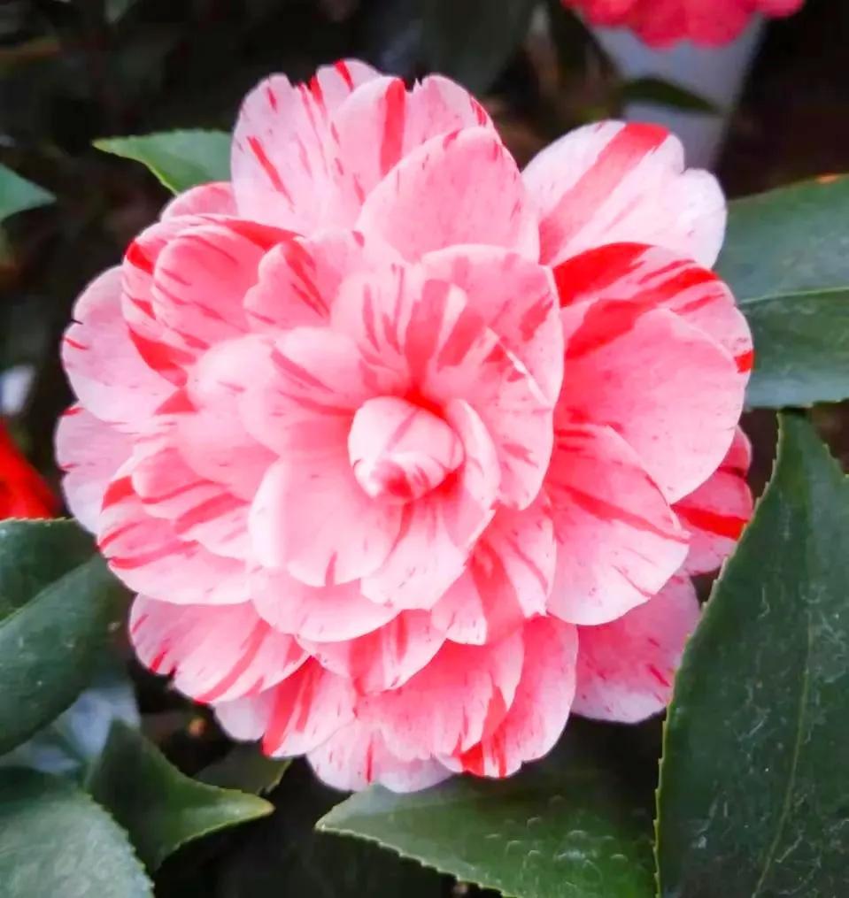 朗诵散文守望麦田,散文守望麦田