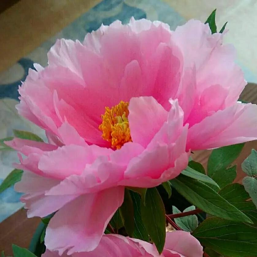 100种迷人的“数字花”,从零到一百万,真是太神奇了