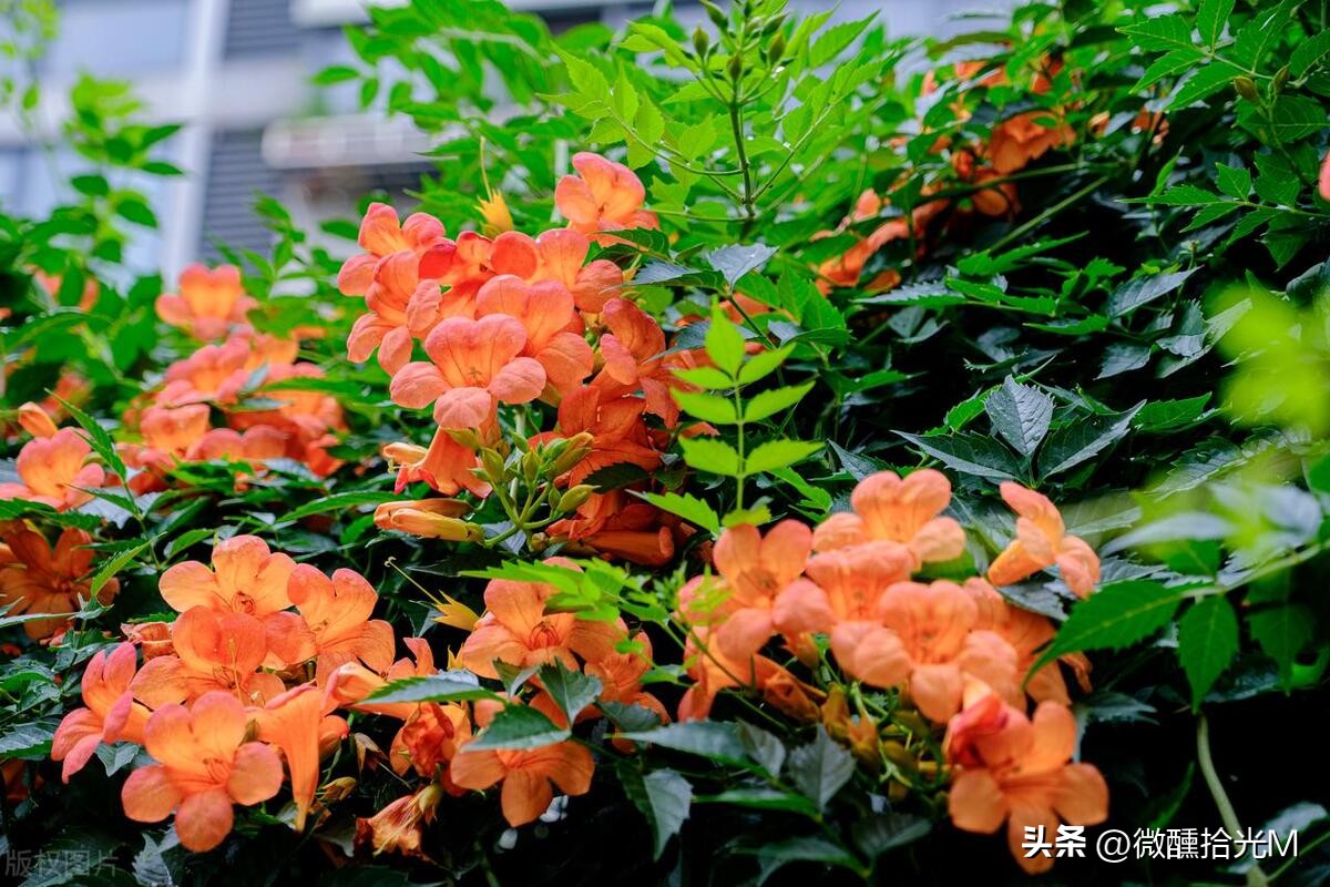 推荐10种最适合夏天养的花,君子兰开花时夏天几天浇一次水