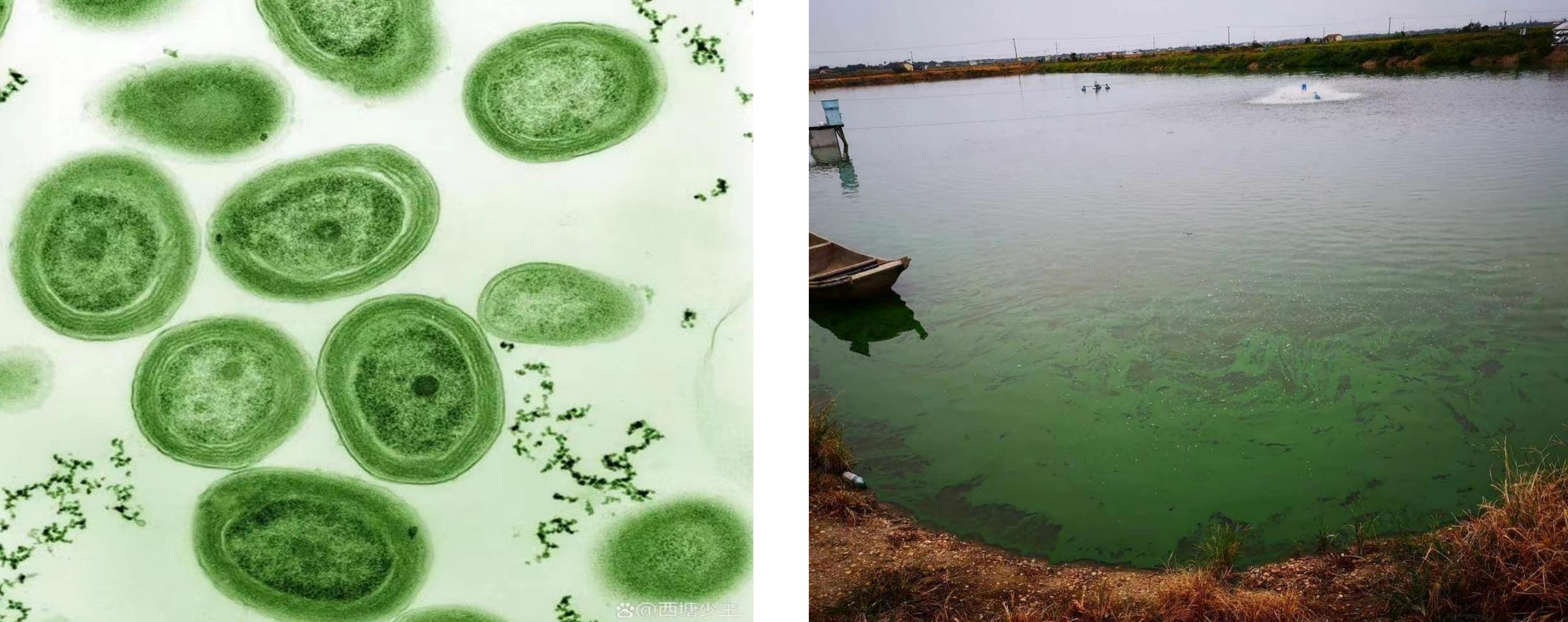 虾蟹养殖藻类过多怎么办,藻类在虾蟹养殖的重要性