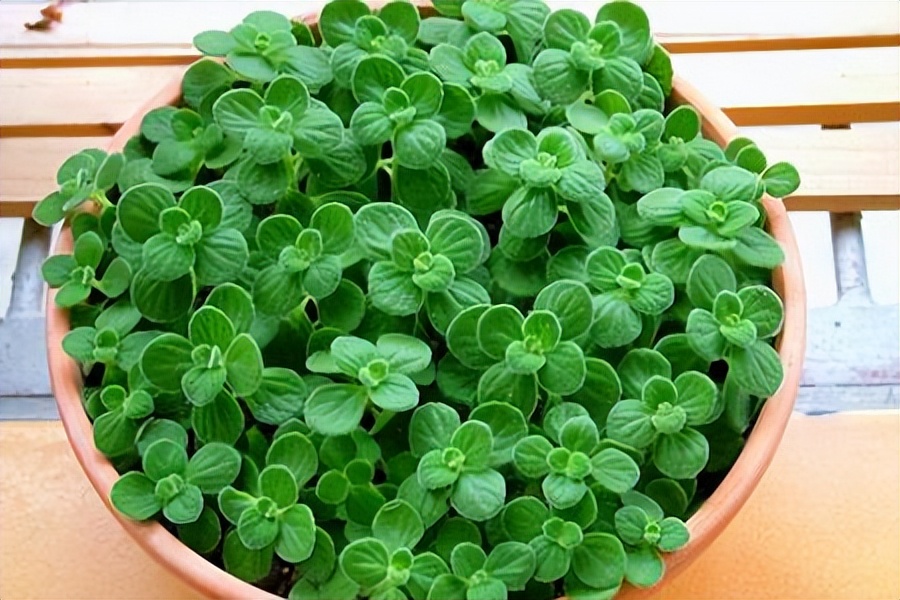 养花有小蚊虫用什么办法可以消灭,家里养花驱蚊虫小妙招