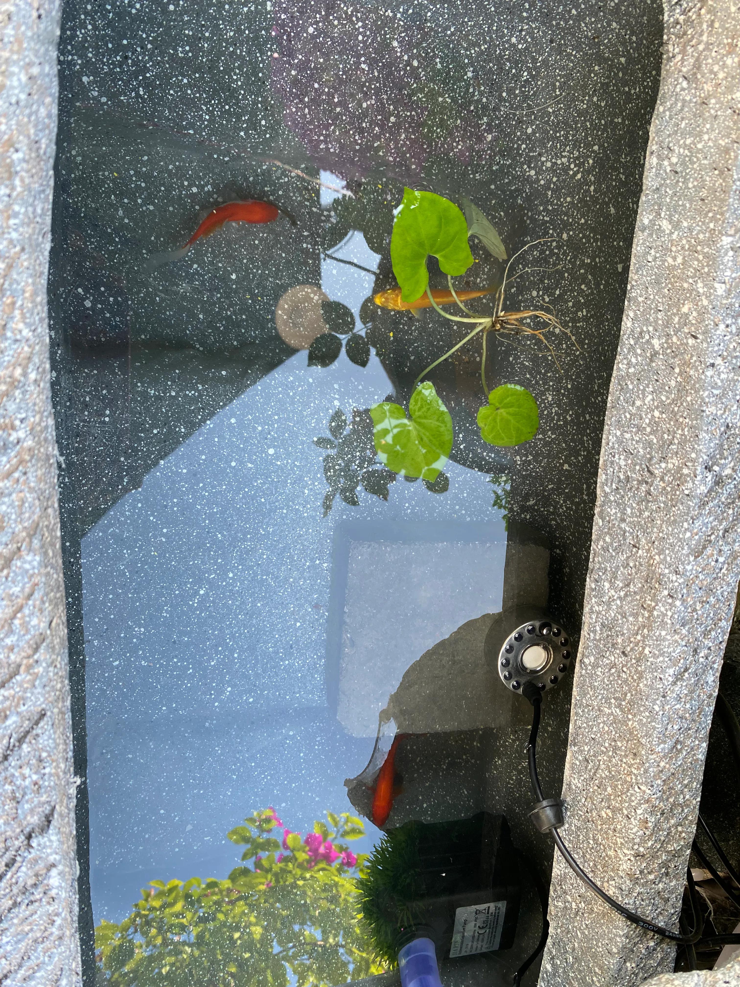 这一次养金鱼成功啦！生态鱼池学会这几招，告别金鱼杀手