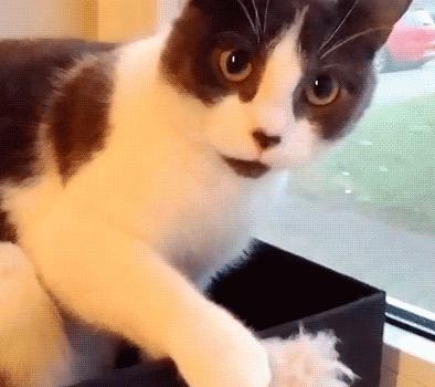 主人太经常在家猫咪会抑郁吗,狗狗和猫咪在家里的最佳表现