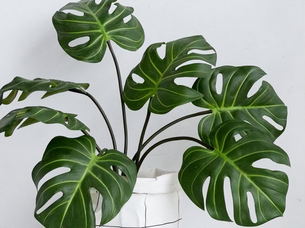 多肉绿植能吸甲醛吗,多肉植物能除甲醛么