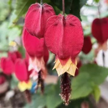 三十而立四十不惑50知天命60是啥,三十而立四十不惑后面是怎么说的