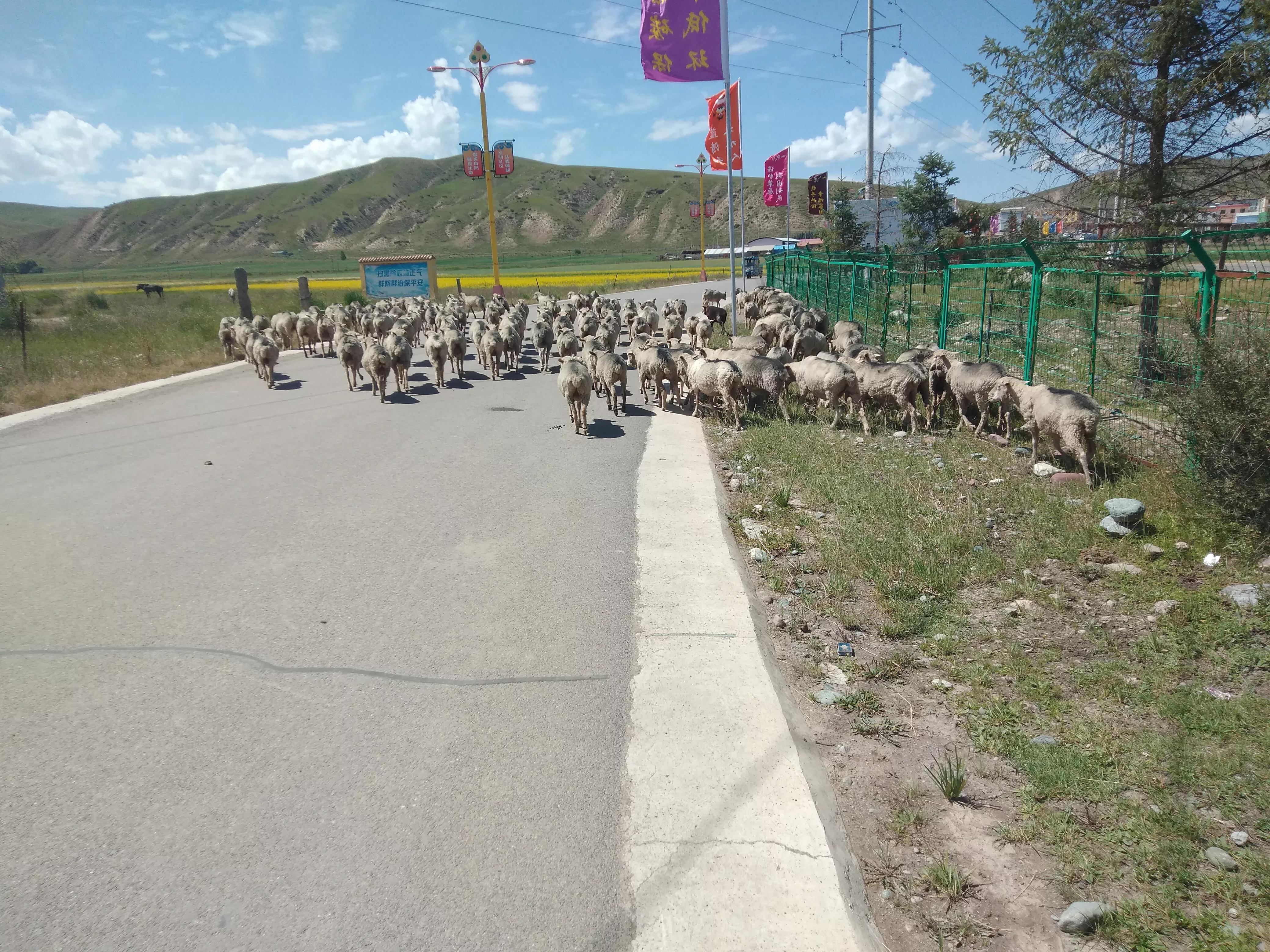 养羊人什么时候发大财,为什么养羊大都赔钱