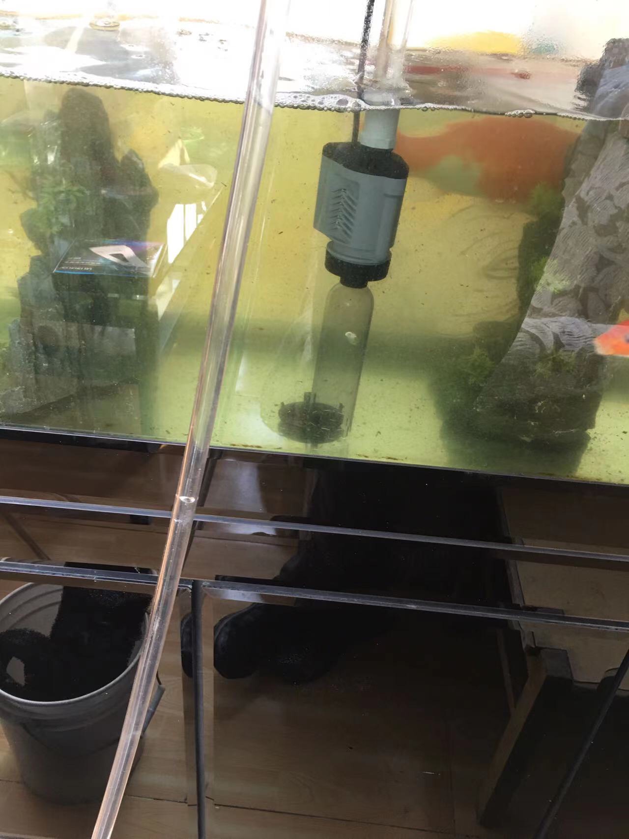 鱼缸下黄粉几天失效,鱼缸下完黄粉还算好水吗