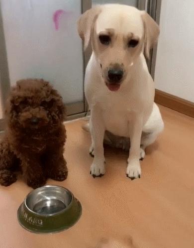 小狗狗粮哪个牌子好,低脂狗粮哪个牌子最好