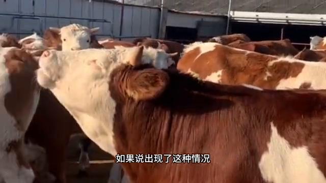 养牛场卖牛一般有什么套路,卖牛技巧