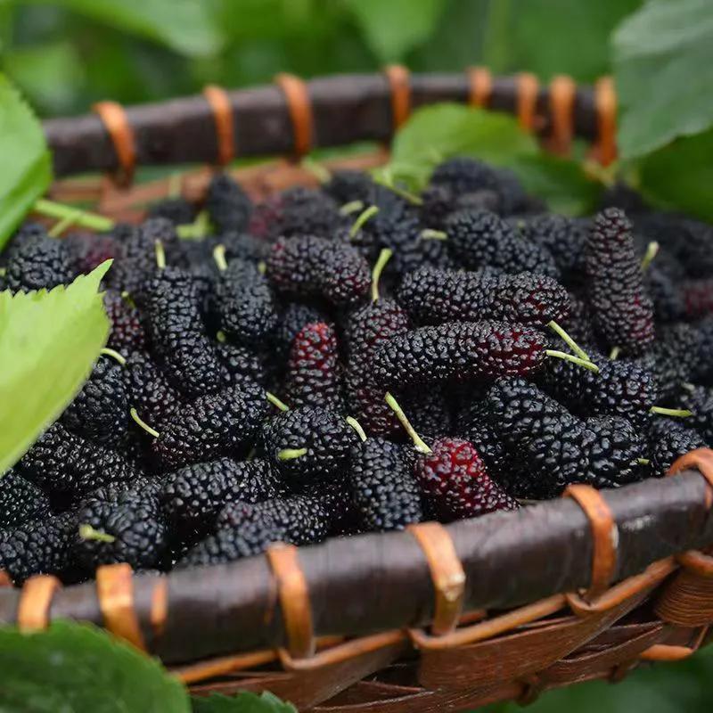 谷雨最佳食物一览表,谷雨后10种水果吃法