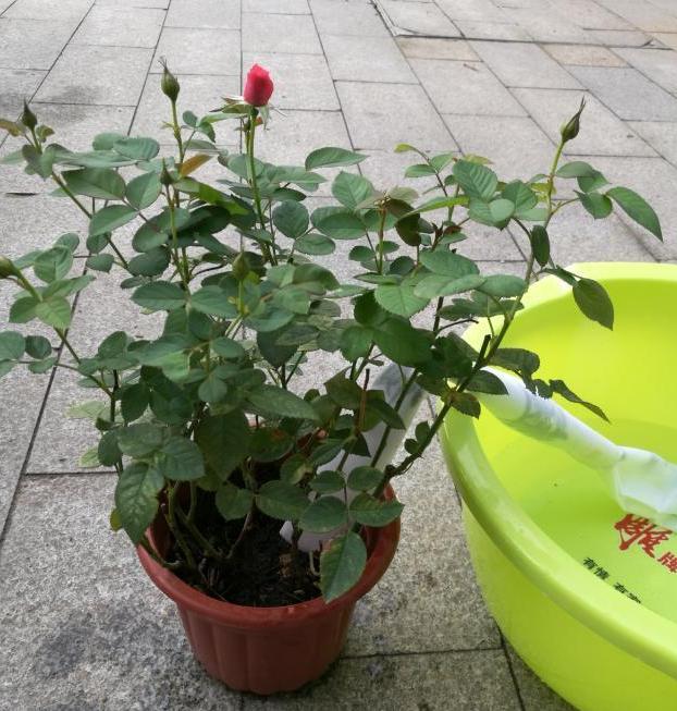 假期回家花怎么浇水,假期出去玩怎么给花浇水