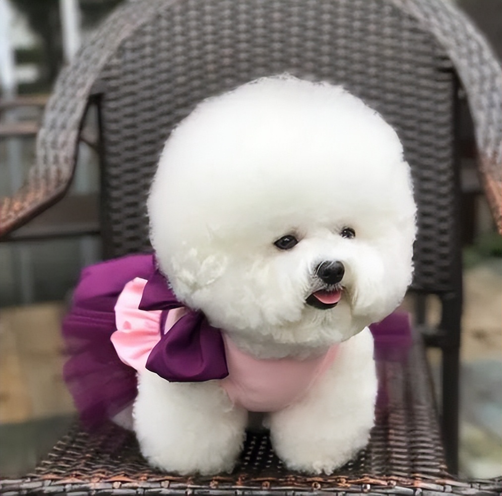 养比熊必知的100个知识笔记,养比熊前需要了解的7件事