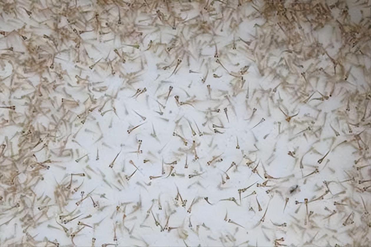 山东老板放弃千万生意,回乡给泥鳅建别墅,年销达1600万