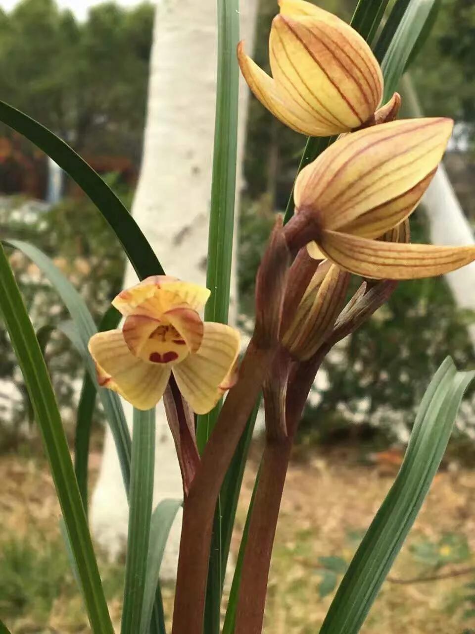 兰花品种大全四川,兰花品种鉴别方法