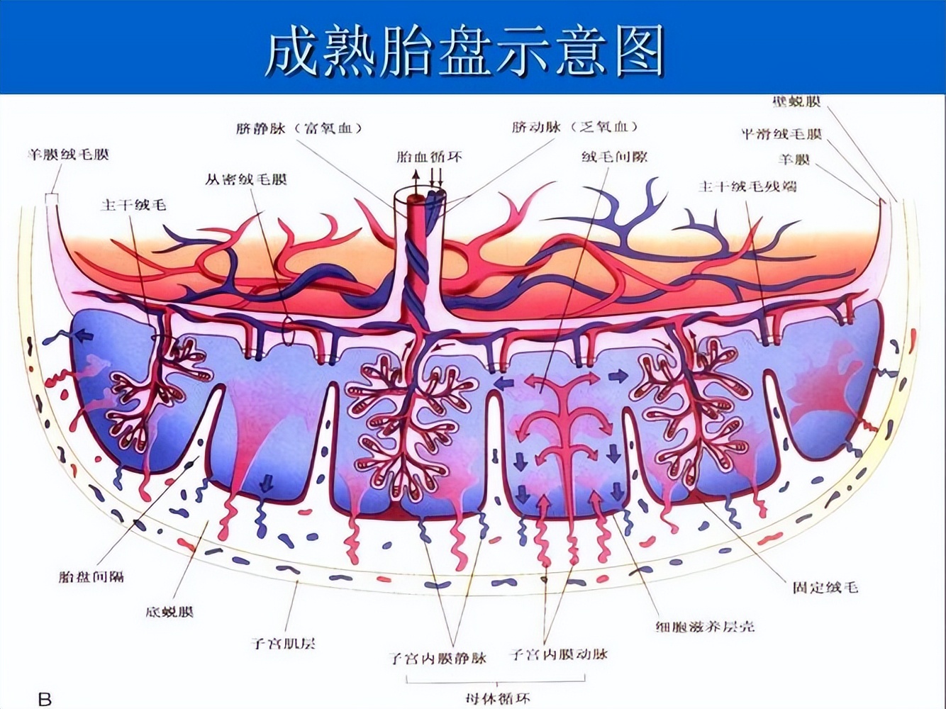 胎盘的提供者是爸爸,胎盘是爸爸的
