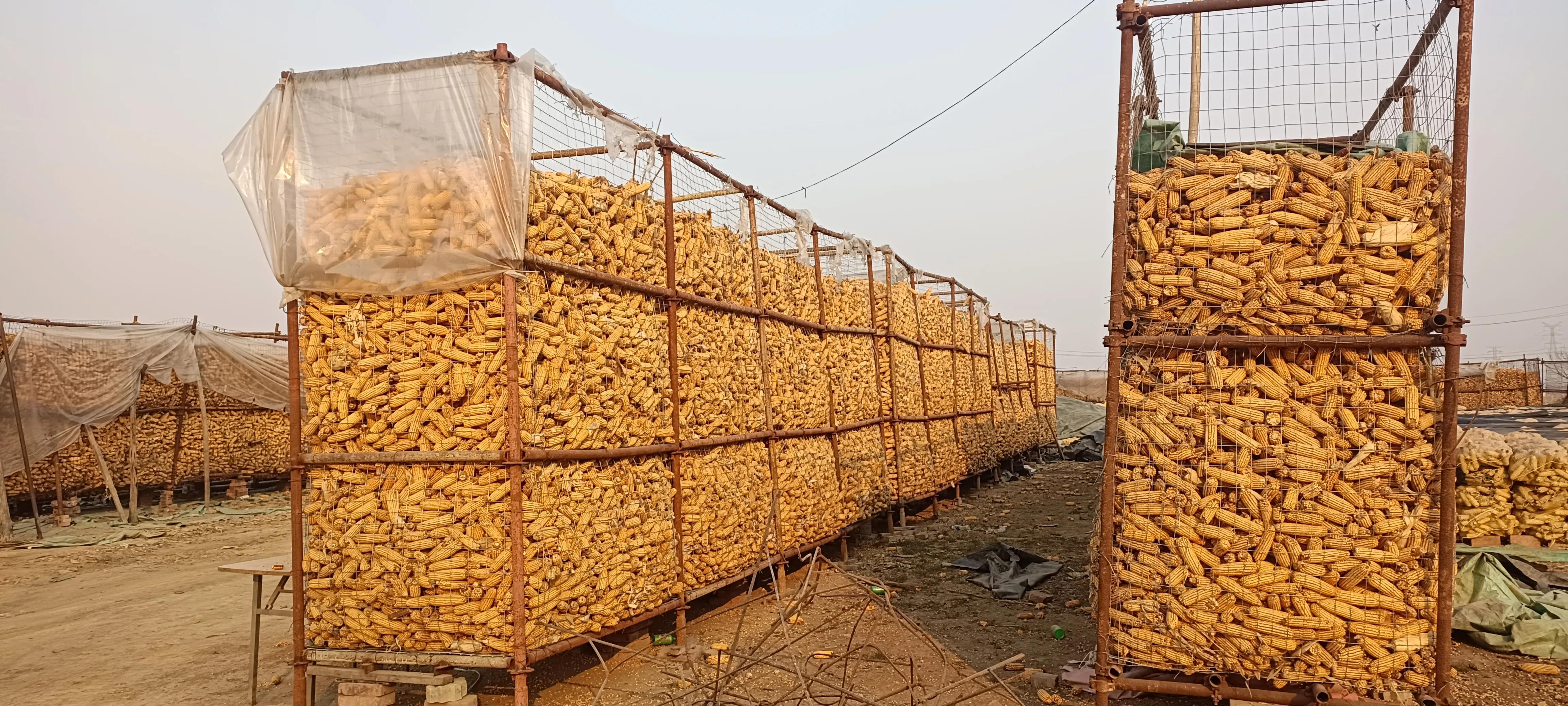 包30亩地种粮食能挣多少钱,农村包田种粮食赚钱吗