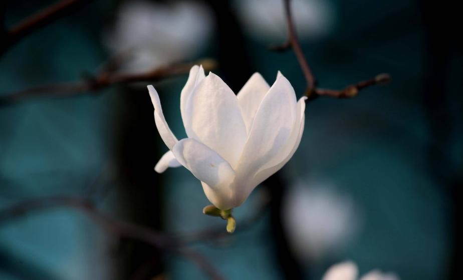 玉兰花古诗30首,玉兰花开古诗