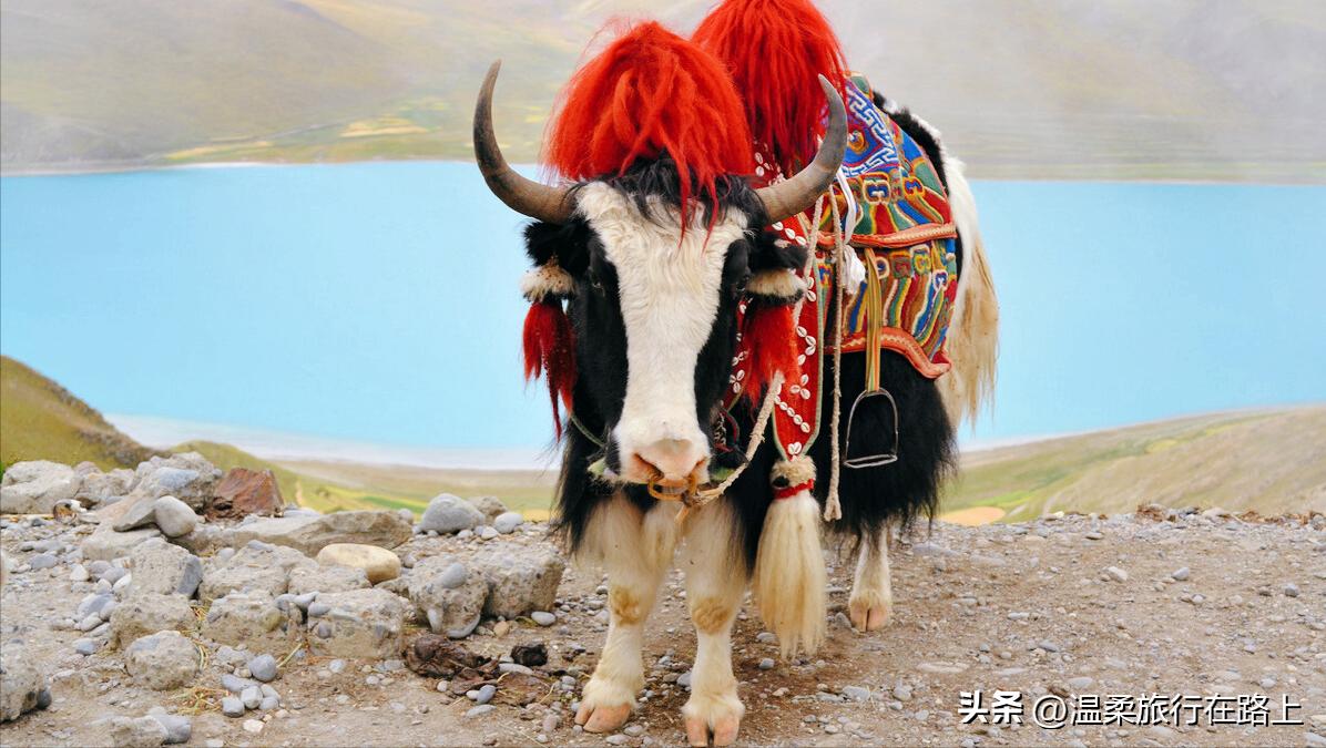 纳木措新玩法，让你惊喜不断！