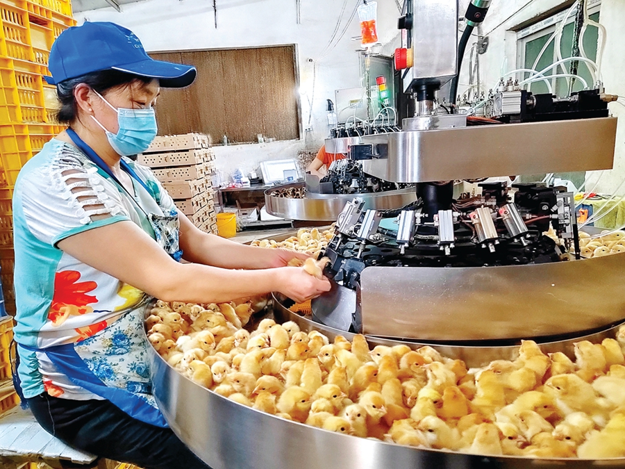 做强“鸡品牌”！博罗乌坭湖“鸡咕咕”年产值超7亿元