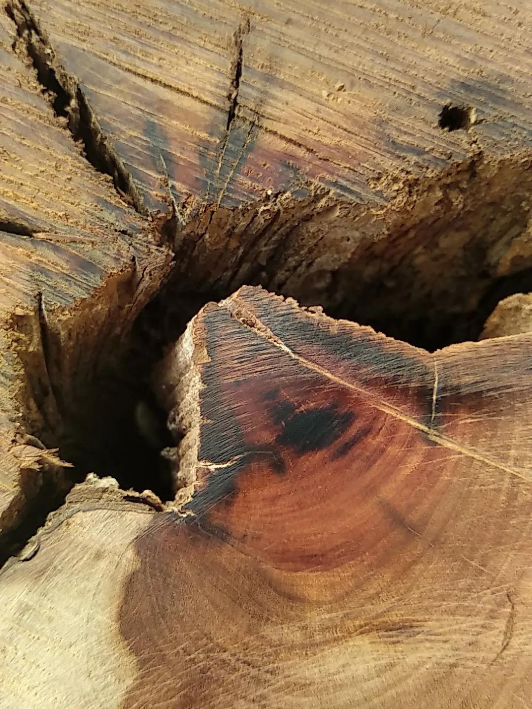 传说中的十大神木,传说中的辟邪神木