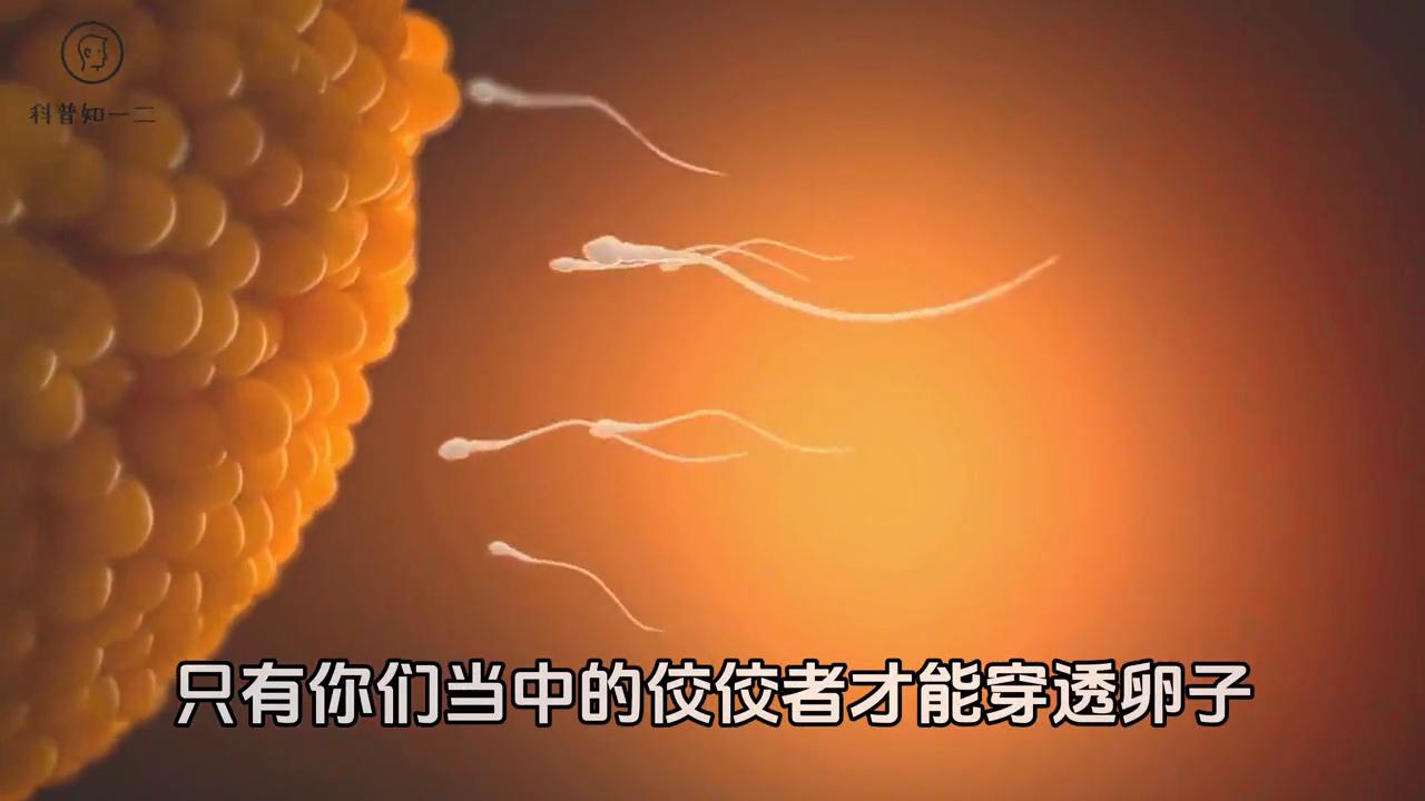 二年级上册小蝌蚪的蜕变过程,小蝌蚪成长为青蛙