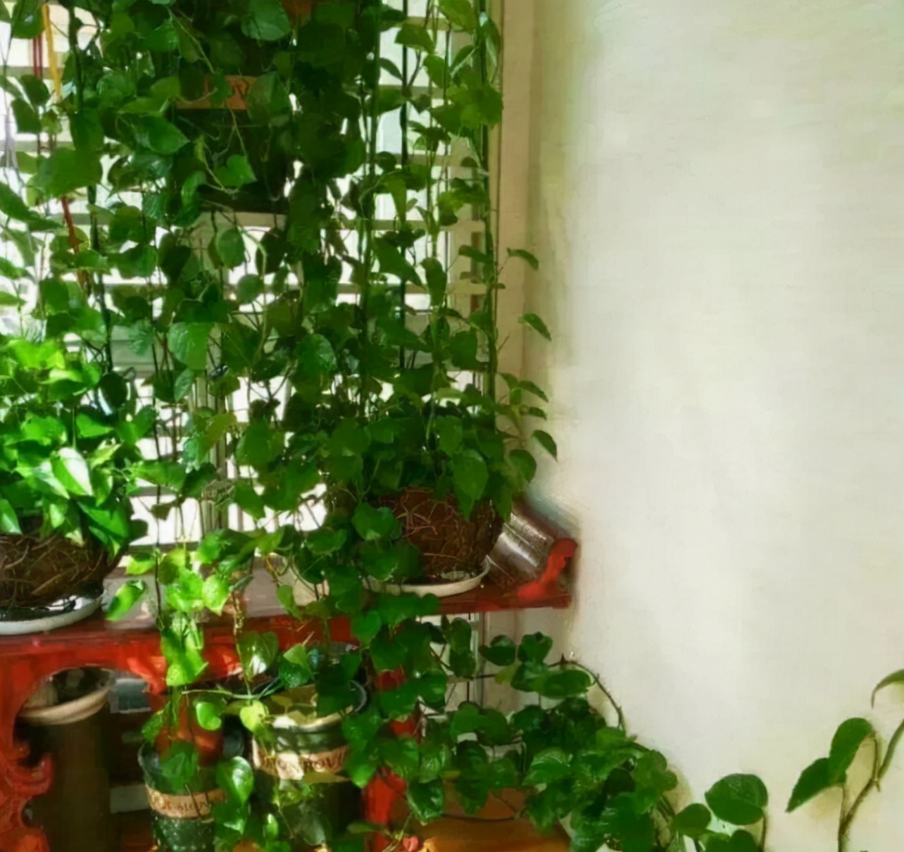 针对甲醛最好的绿植,甲醛最怕的十种绿植排名