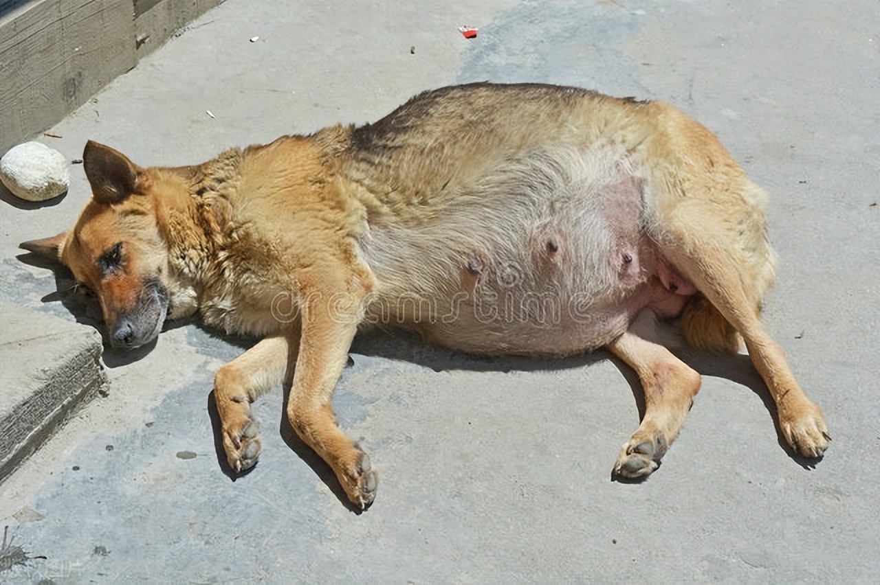 狗狗怀孕后会出现什么症状,狗狗怀孕后有什么表现