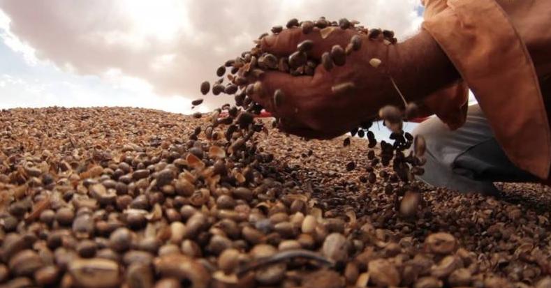 蓖麻子为什么成为了战略物资,美国将蓖麻列为战略物资