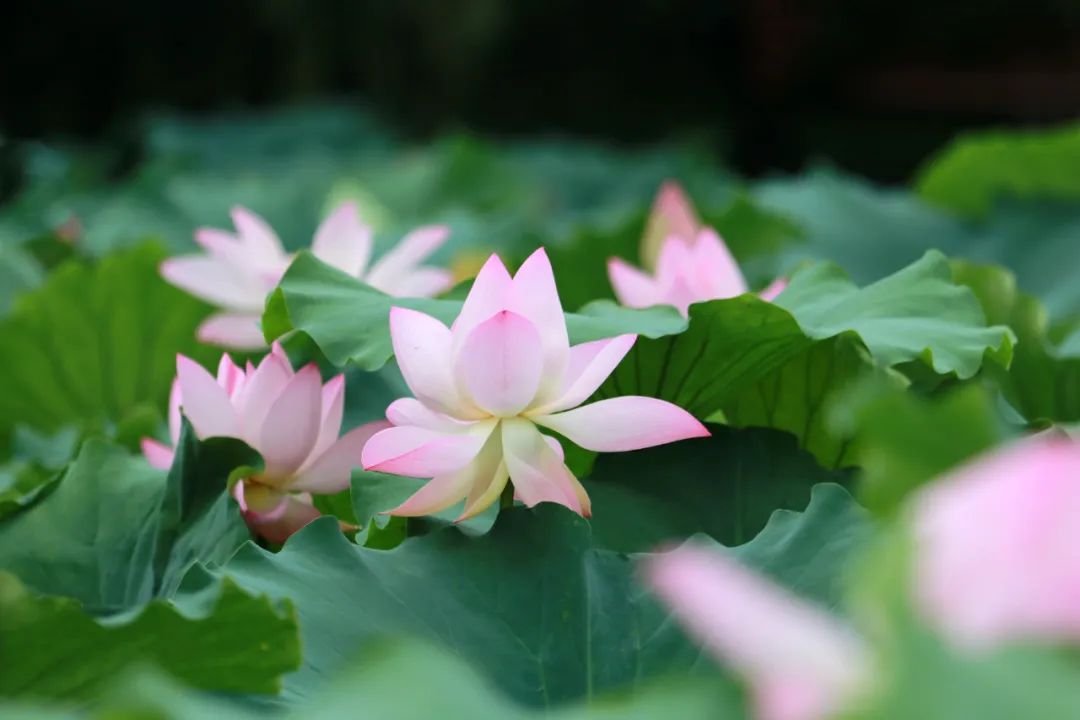 临沂夏日荷花盛开,临沂的荷花火了