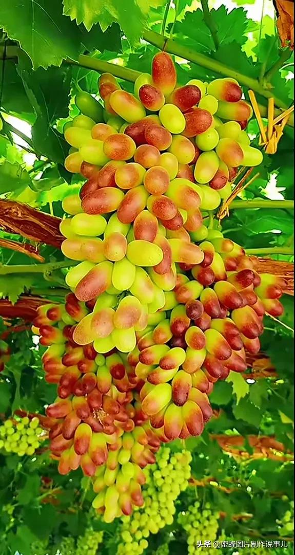 丰富美味的水果壁纸,甘甜适口的美味水果壁纸图片