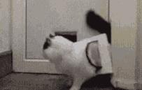 猫咪夜晚总是进进出出卧室，该怎么办？