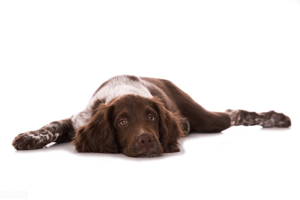 大型犬髋关节疾病,小型犬髋关节有问题怎么治疗