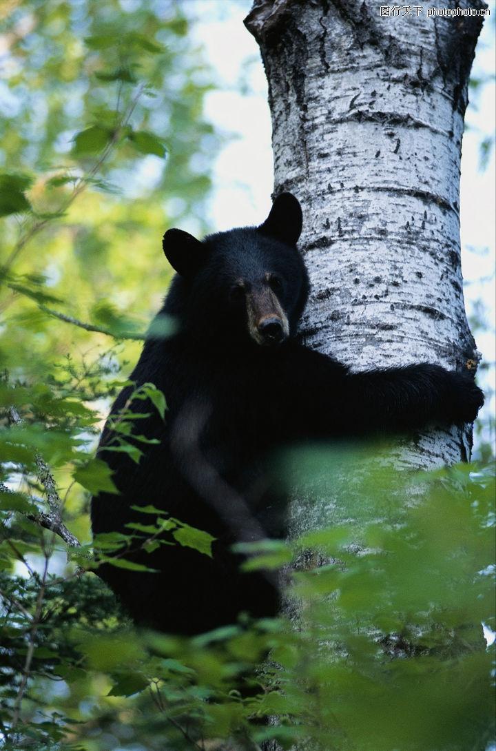 钓狗鱼、套野猪、打狗熊。请随我领略一番东北人以往的生活情趣吧