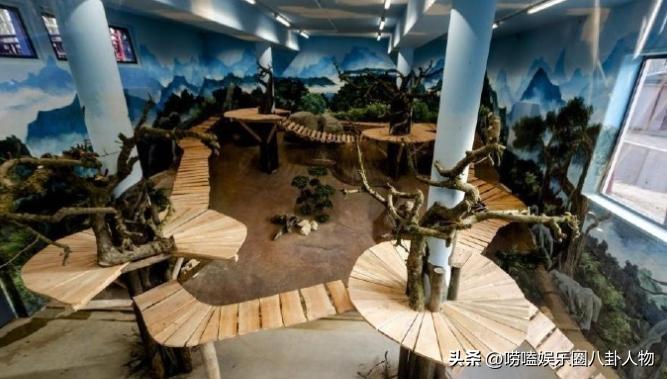 全世界“大明星”中国熊猫！亚洲各国当成女儿，欧洲排队想要它来