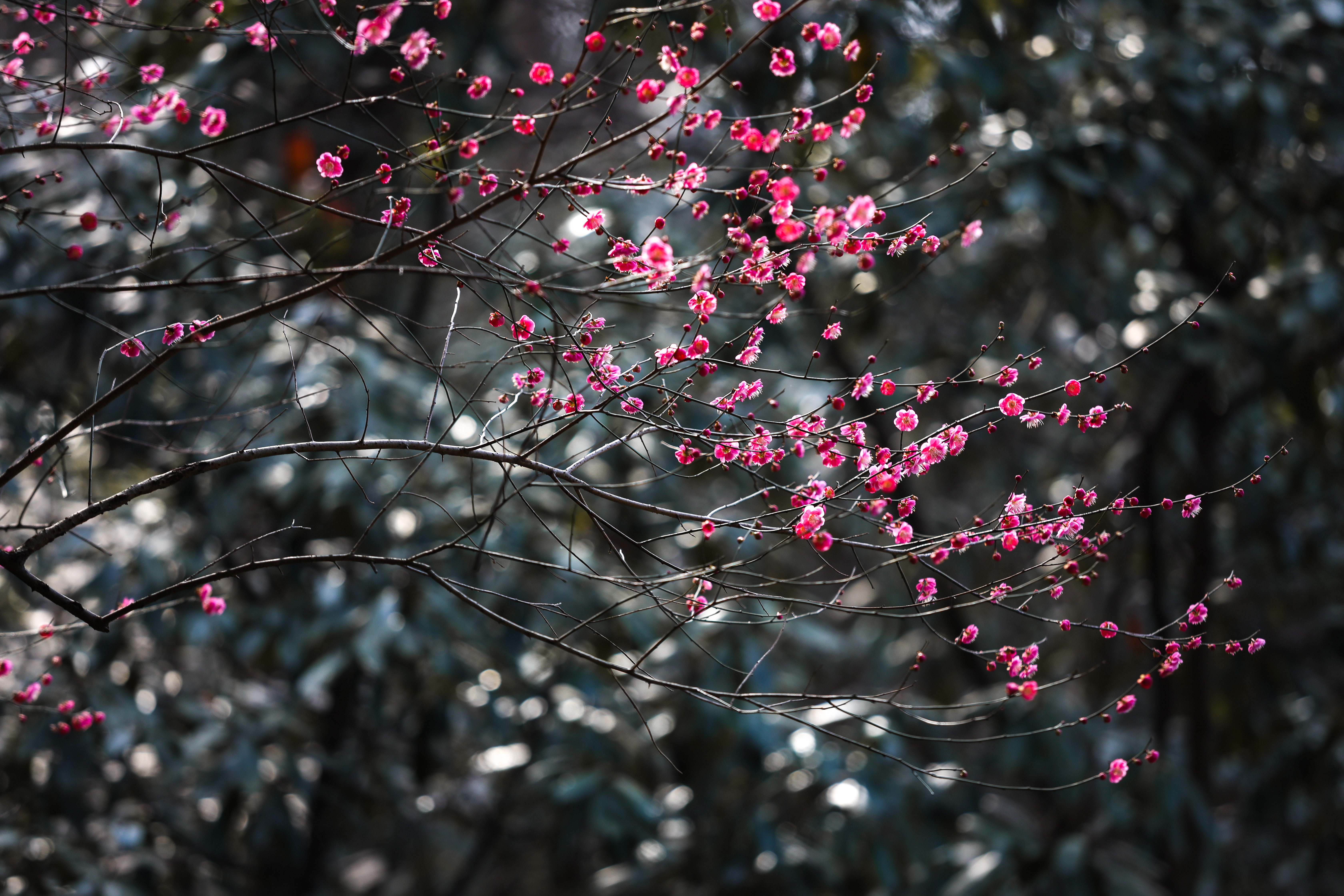 杭州植物园梅花哪里最茂盛,杭州超山再现十里梅花香雪海盛况