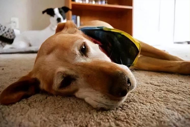 当主人生病时狗狗会怎么做,狗狗能感知主人生病么