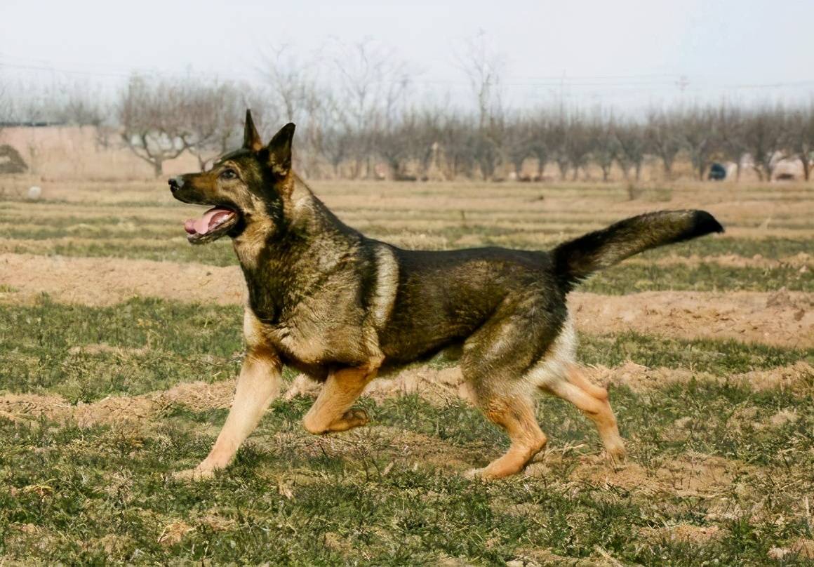 30种常见犬图片,40种常见名犬图片