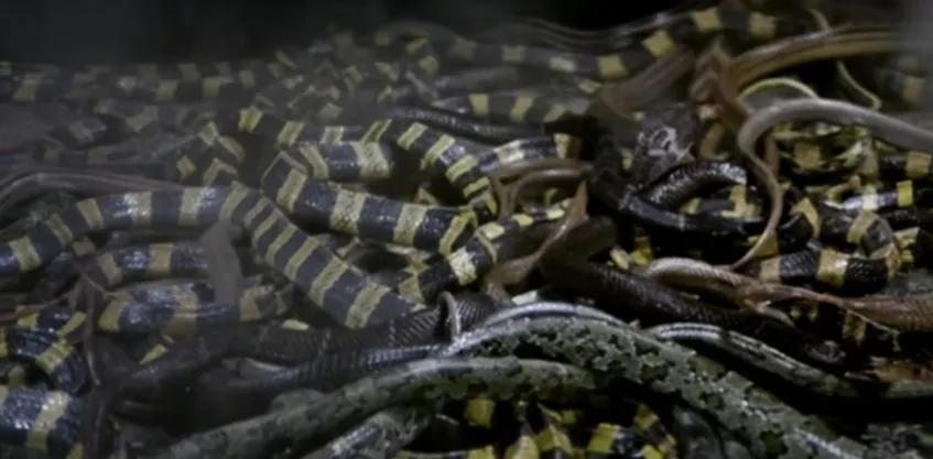 最吓人的蛇洞在哪里,世界上最吓人的蛇穴