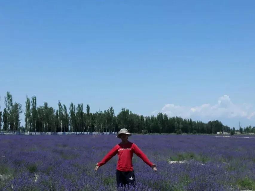 伊犁的薰衣草,伊犁的薰衣草是什么景点