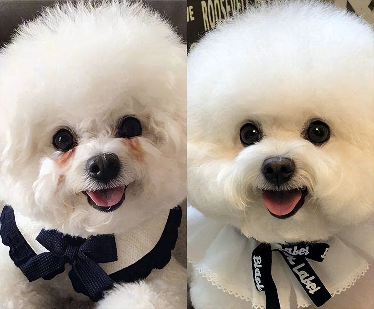 千万别让比熊犬“流浪”的原因，看下去，希望你珍惜