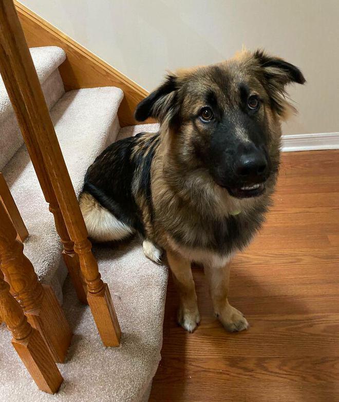 一身反骨的狗狗也有温柔的一面,天生反骨狗狗