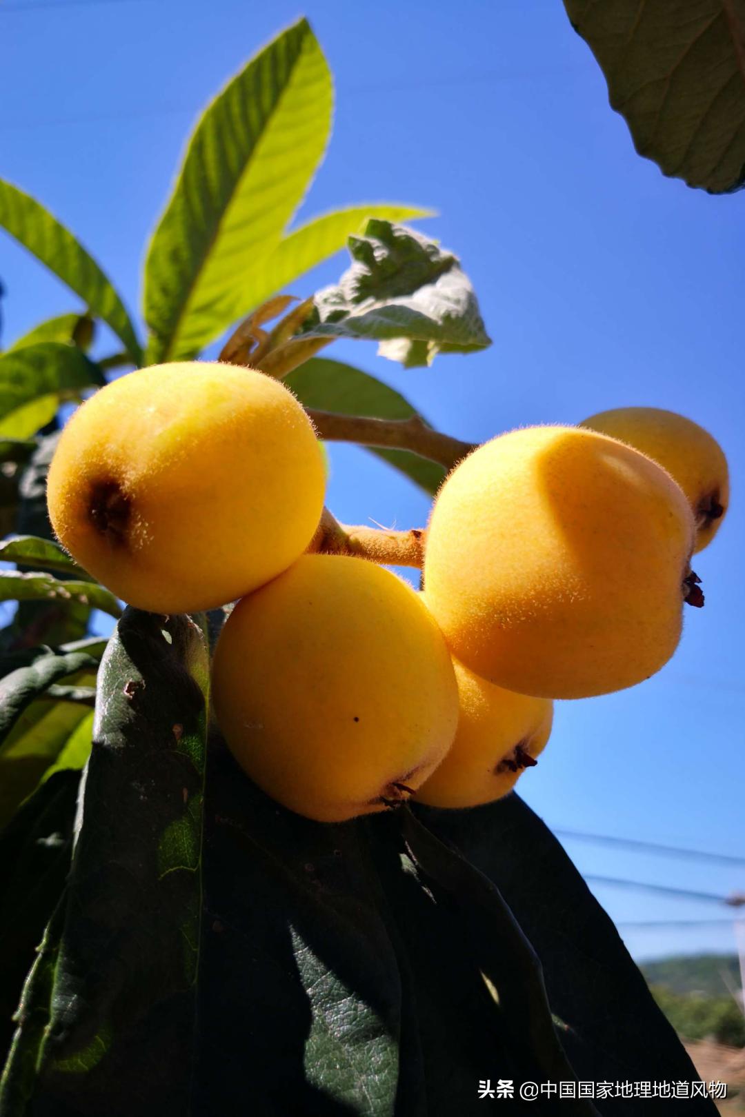 莆田荔枝龙眼枇杷,莆田的枇杷又大又甜